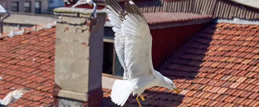 Residential Chimney Animal Removal Solution in Warrensburg, MO